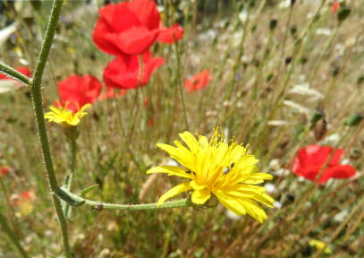 PLAKIAS-2014-1 333 Kopie