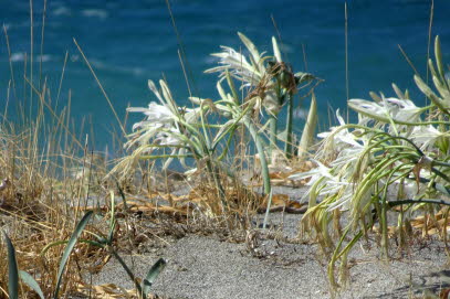 PLAKIAS-PREVELI-FINIKAS (14)