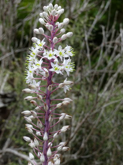 PLAKIAS-PREVELI-FINIKAS (41)