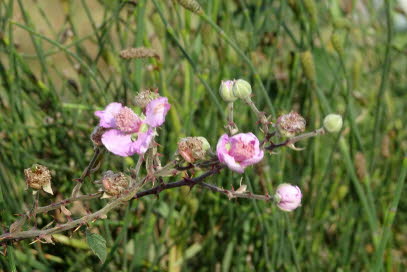 PLAKIAS-PREVELI-FINIKAS (42)