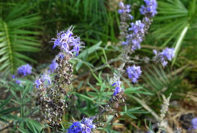 PLAKIAS-PREVELI-FINIKAS (46)