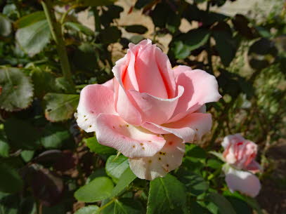 RODAKINO-STRAND-27-09-2020 (39)