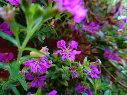 VENEZ-BR�CKE-22-09-2020 (1)