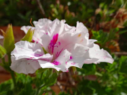 VENEZ-BR�CKE-22-09-2020 (2)