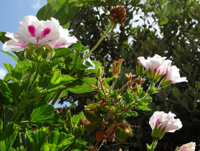 VENEZ-BR�CKE-22-09-2020 (3)