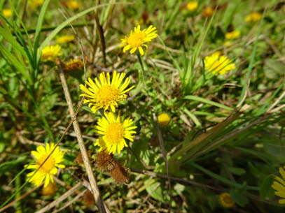 ZAROS-SCHIMA LOGOU-26-09-2020 (11)