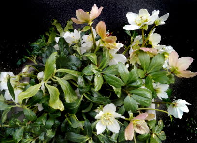 schneerosen-2-03-2018